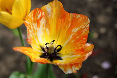 Close-up of orange flower