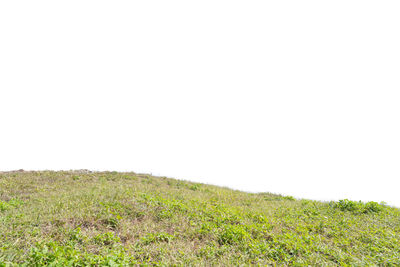 Scenic view of field against clear sky