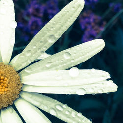 Close-up of flowers