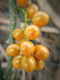 Close-up of oranges growing on tree