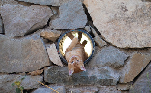 Close-up of a cat  on rock