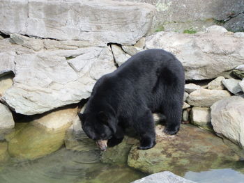 Black dog on rock