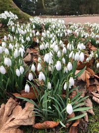 Close-up of crocus blooming outdoors