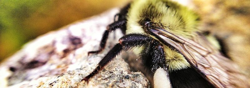 Close-up of insect on leaf