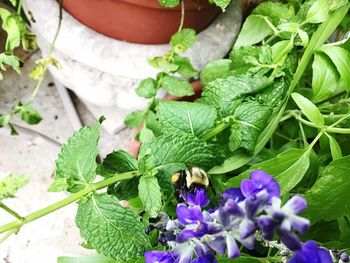 High angle view of butterfly on purple flowering plant