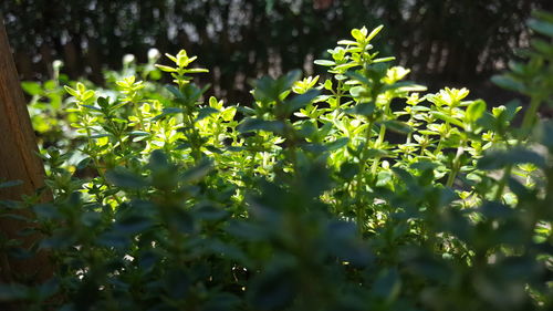 Close-up of fresh green plants