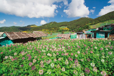 Scenic view of flowering plants and houses on field against sky