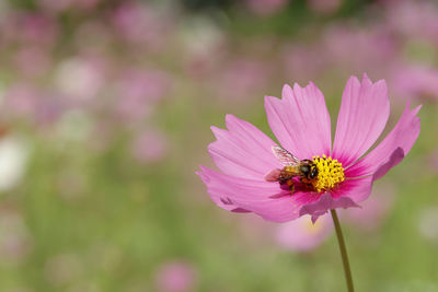 Close-up of bee pollinating flower