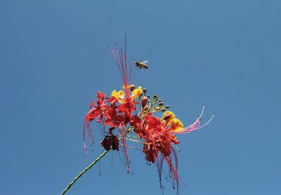 Low angle view of plant against blue sky