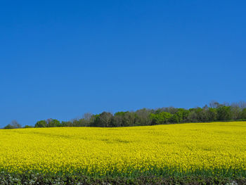 Scenic view of oilseed rape field against clear blue sky