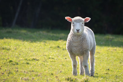 Portrait of an animal on field