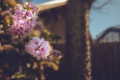 Close-up of pink cherry blossoms