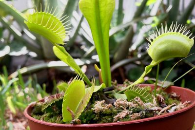 Close-up of potted cactus plant
