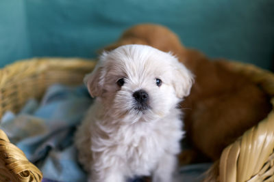 Portrait of cute puppy