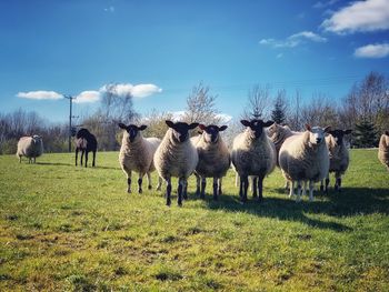 Flock of sheep grazing in field