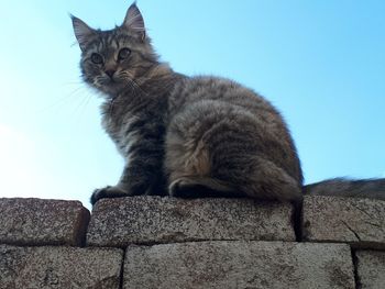 Low angle view of a cat