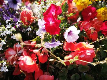 Close-up of red flowering plants in park