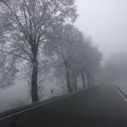 Road amidst trees during foggy weather