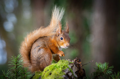 Red squirrel on a mossy log
