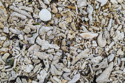 Dead corals and shells from the shore can use as a background texture