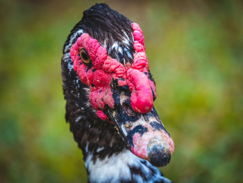 Close-up duck head