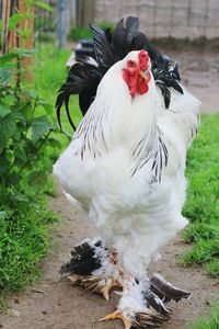 Close-up of rooster on field