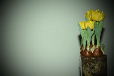 Close-up of yellow flower in vase