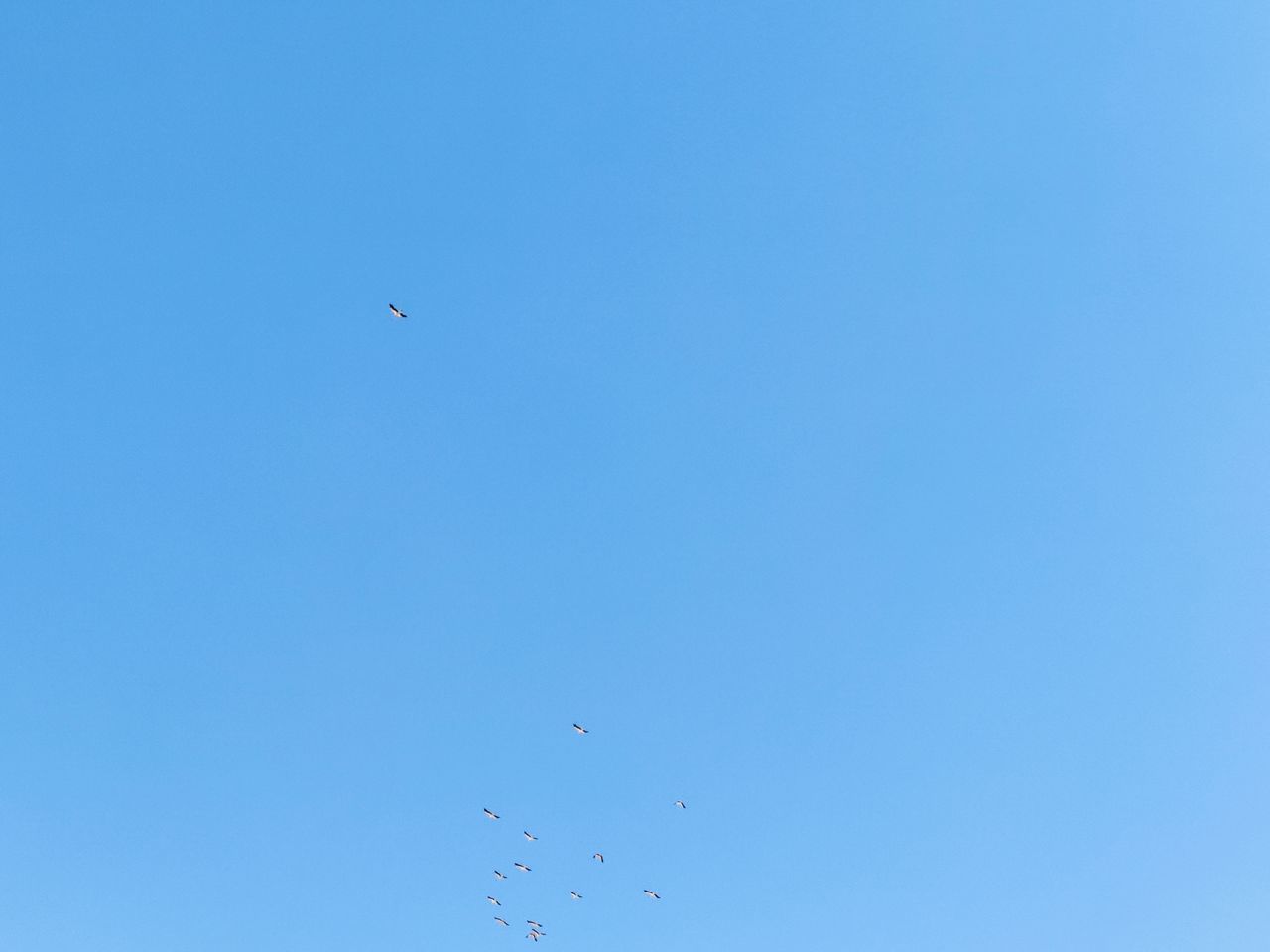 LOW ANGLE VIEW OF BIRDS FLYING