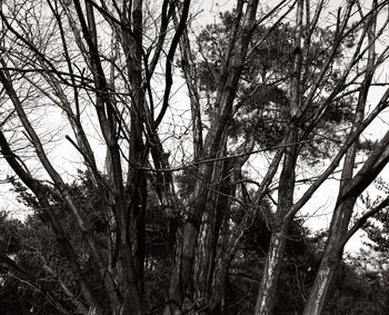 Low angle view of bare trees against sky