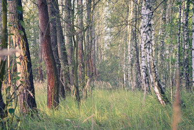 Trees in forest