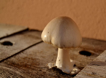 Close-up of mushroom growing on table against wall
