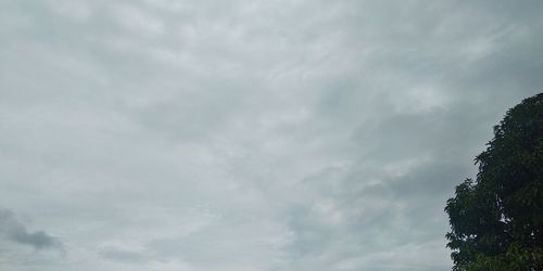 Low angle view of tree against sky