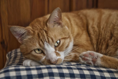 Portrait of cat lying on bed