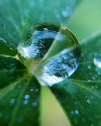 Close-up of water drop on leaf