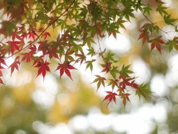 Close-up of autumnal leaves on tree