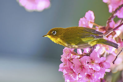 Close-up of bird perching on pink flower