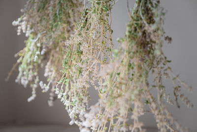 Close-up of white flowering plant