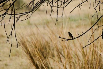 animal wildlife
