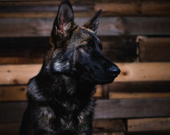 Close-up of dog looking away