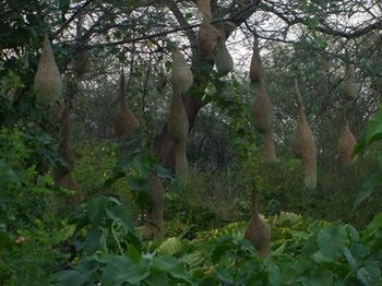 Trees growing in forest