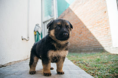 Portrait of dog