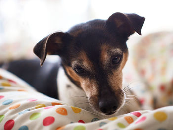 Close-up portrait of dog relaxing on bed at home