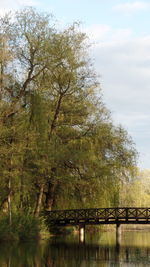 Trees by river against sky