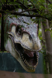 Close-up of animal skull