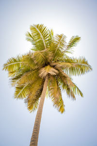 Low angle view of palm tree against clear sky