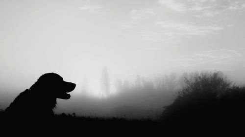 Silhouette of dog against sky