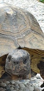 Close-up of a turtle in a water