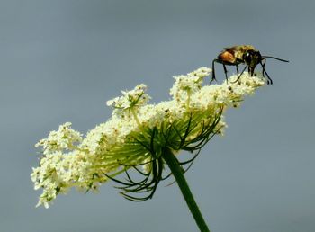 Close-up of insect on flower