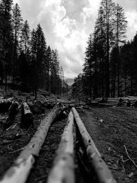 Road passing through forest