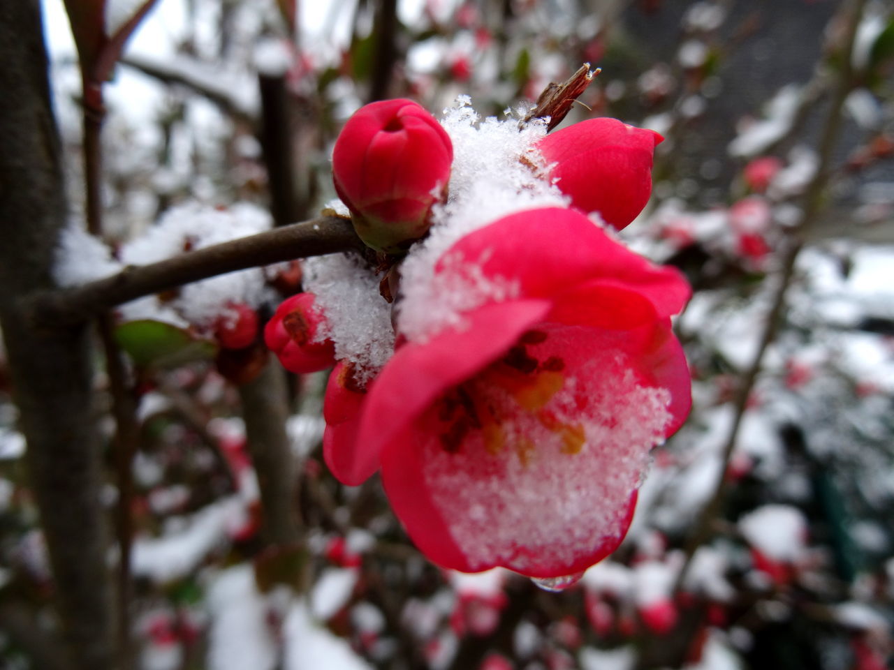 red, nature, beauty in nature, growth, wild rose, day, rose hip, outdoors, tree, freshness, fragility, white color, winter, close-up, focus on foreground, cold temperature, no people, snow, flower, fruit, petal, springtime, flower head